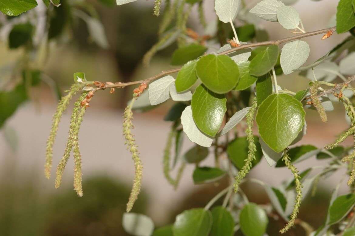 Álamo blanco – Populus alba