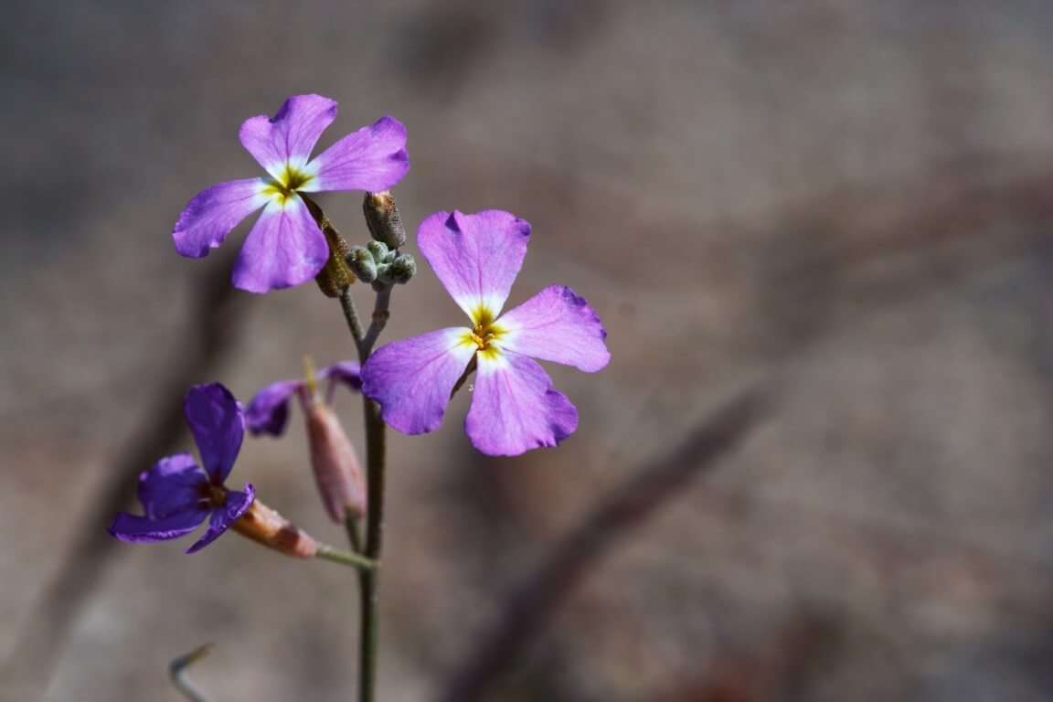 Flora