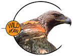 logo-wildmoral
